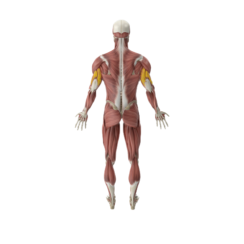Triceps Image